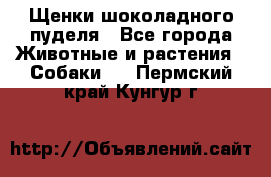 Щенки шоколадного пуделя - Все города Животные и растения » Собаки   . Пермский край,Кунгур г.